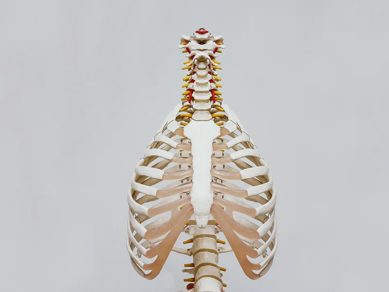 How X-Rays works at Thornapple River Chiropractic